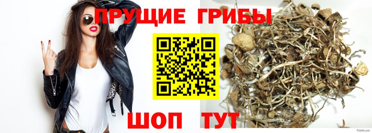 закладка  Дзержинский  Галлюциногенные грибы Psilocybe 